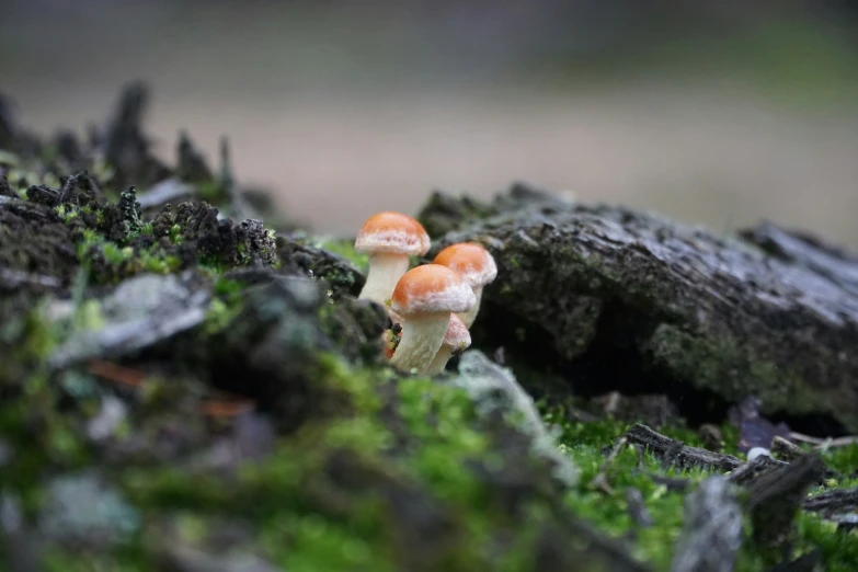 some very pretty little orange mushrooms on the moss