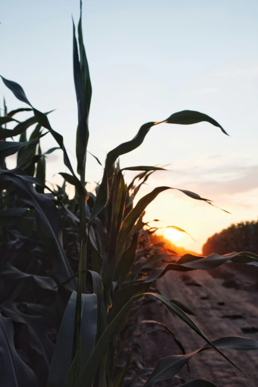 an image of a sun setting over an open field