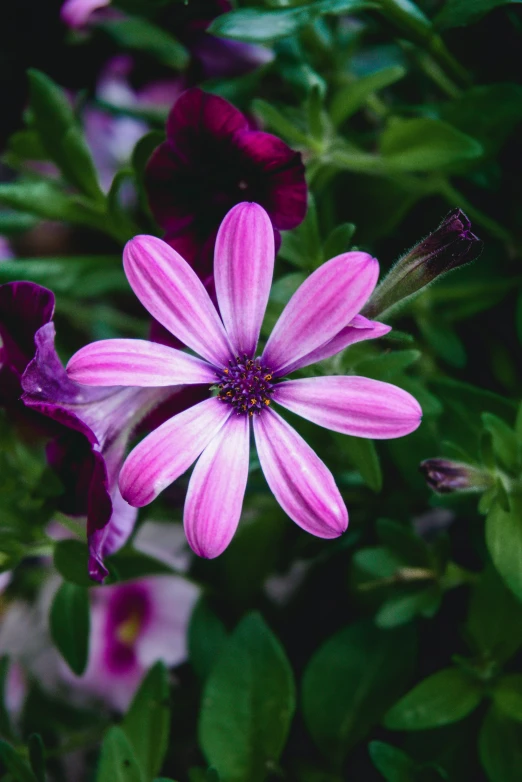 a pink flower is blooming outside next to leaves