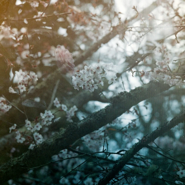 the blurry nches of a tree with small flowers