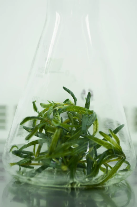 a glass vase filled with green plant life