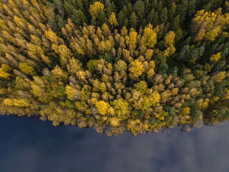 this is a picture of an aerial view of a forest