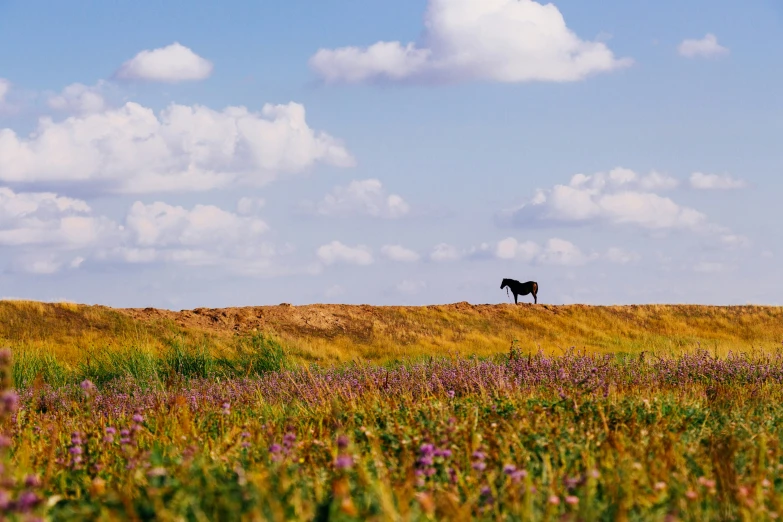 two cows grazing in a grassy field in a rural setting