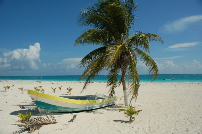 a boat on a sandy beach with a tree near by