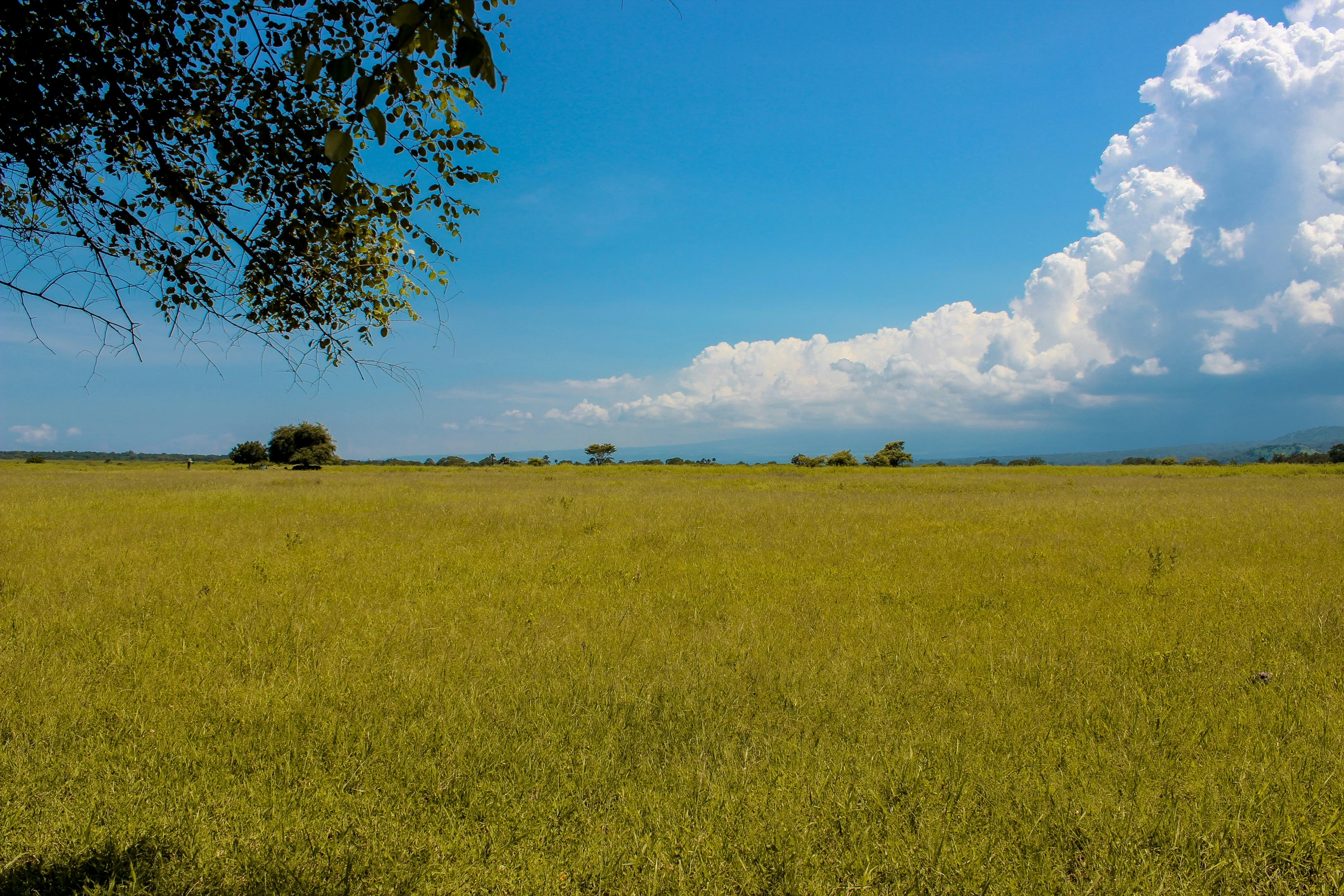 a green field has trees and clouds in the background