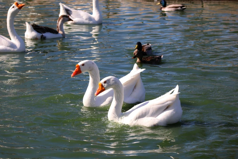 several geese are swimming in the water, while two others swim past