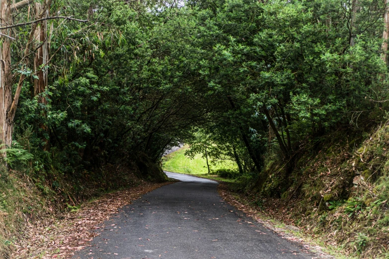 a road that has some trees in the middle