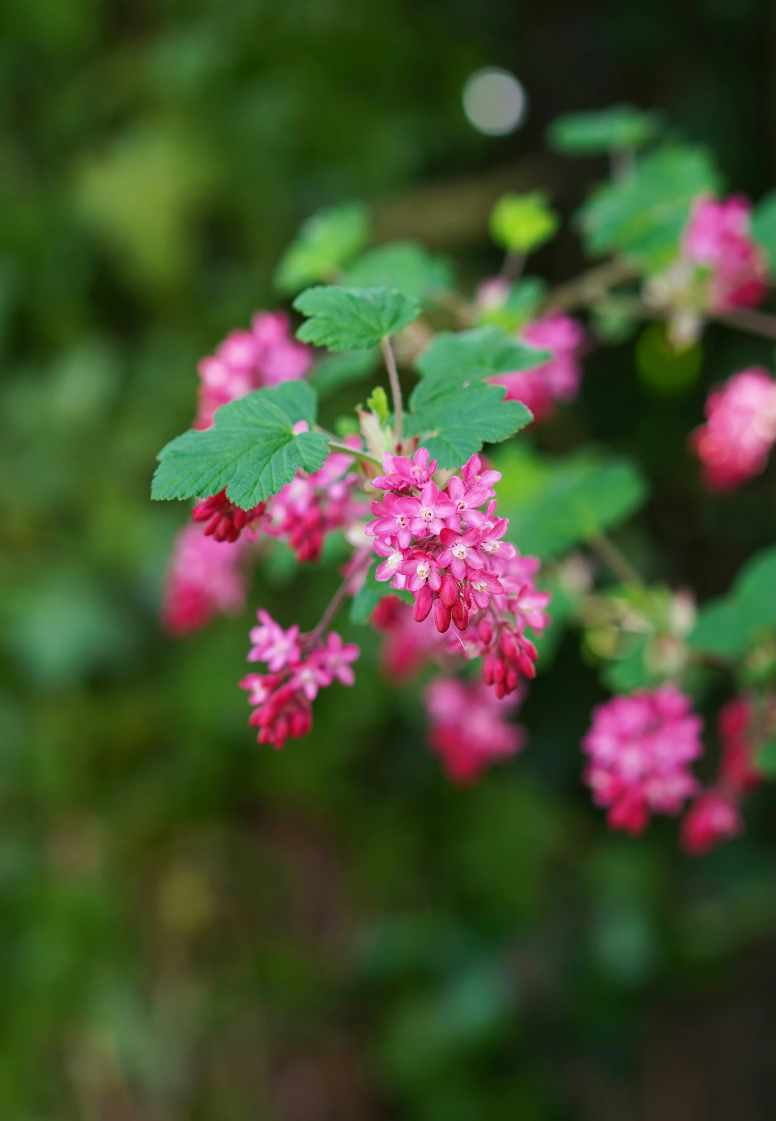 pink flowered tree nch with leaves in front of some green plants