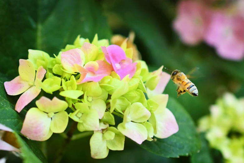 a bee on a flower in a garden