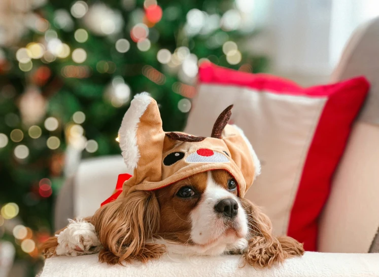 a small dog in a reindeer costume lays down on a couch