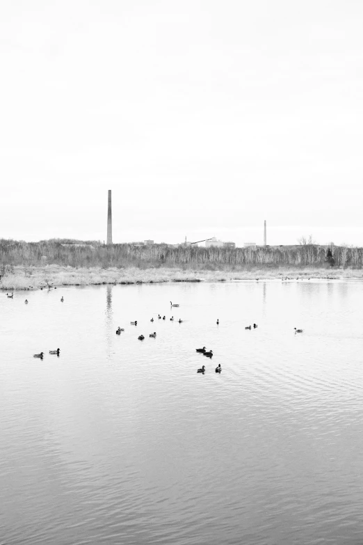 a black and white po shows ducks and ducks in a body of water