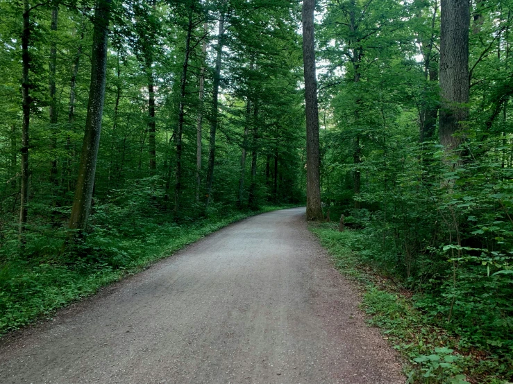 an empty country road running through a thick forest
