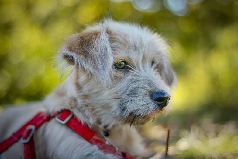 a dog that is standing in the grass