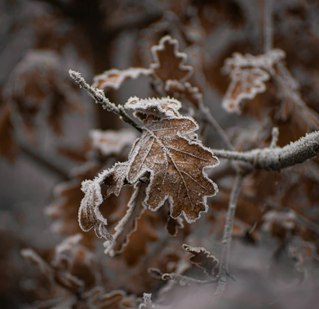 a leaf with some frost on it in the background