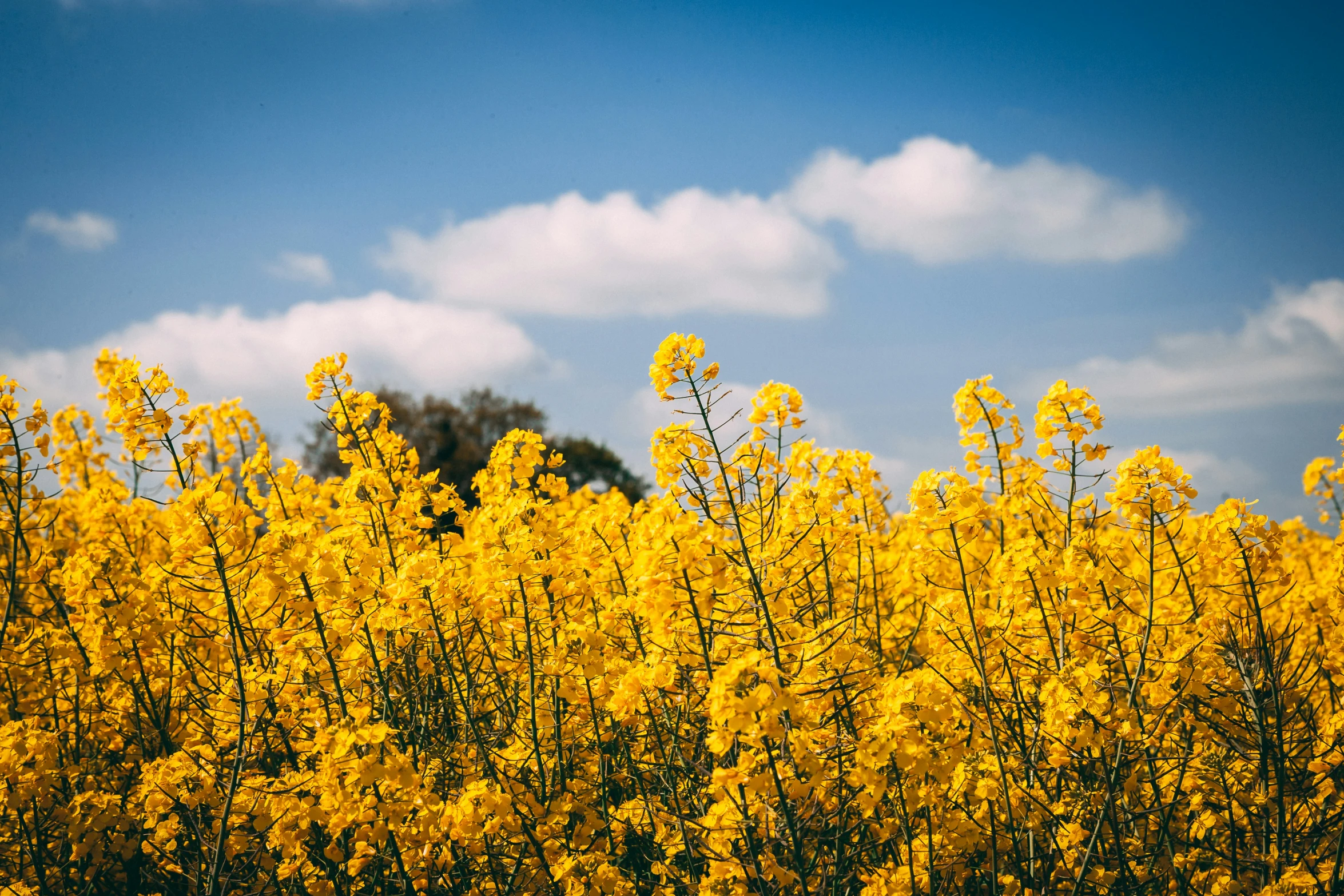 yellow flowers are growing on trees against a blue sky