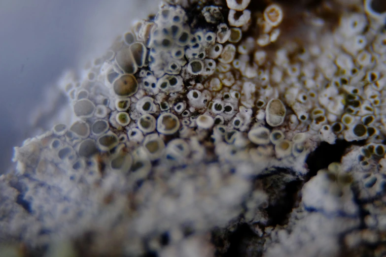 a bunch of small green, white and brown things on a surface