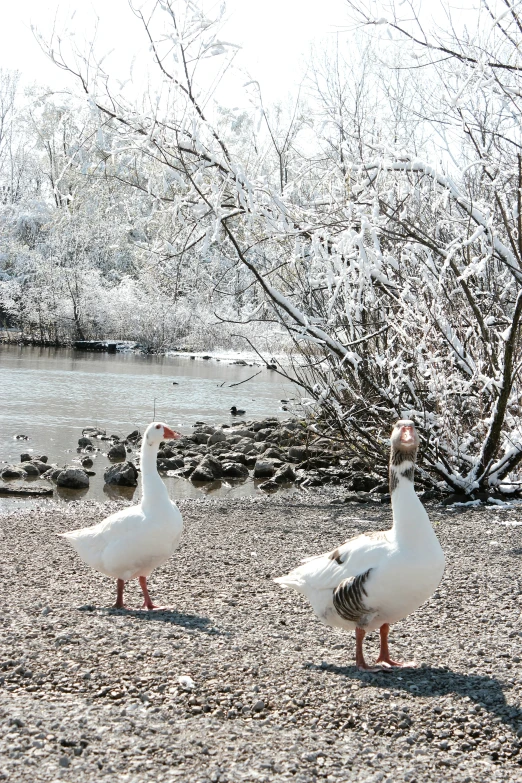 two white birds with brown beaks stand near some ducks and water