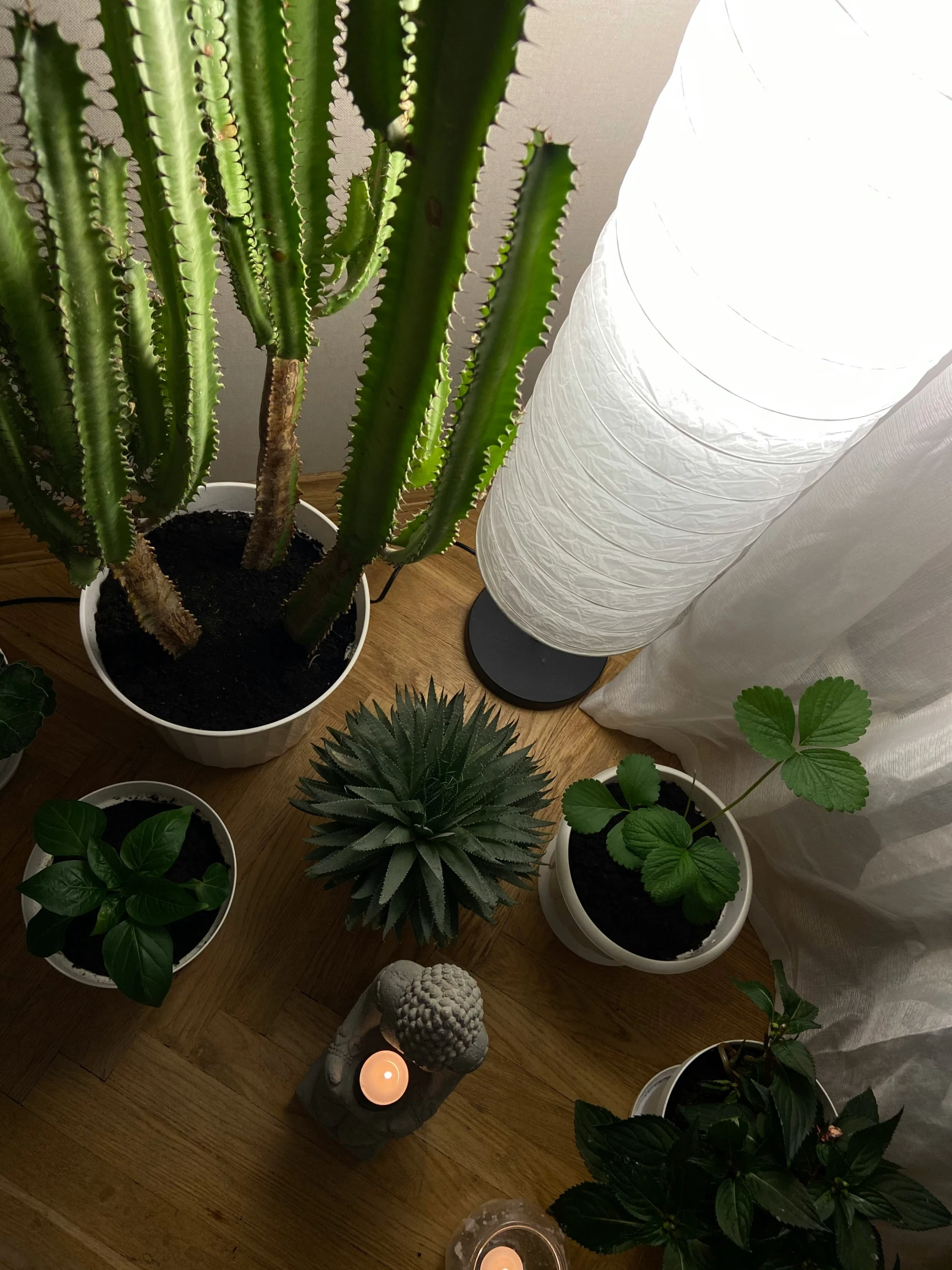 some green plants and a candle next to a curtain