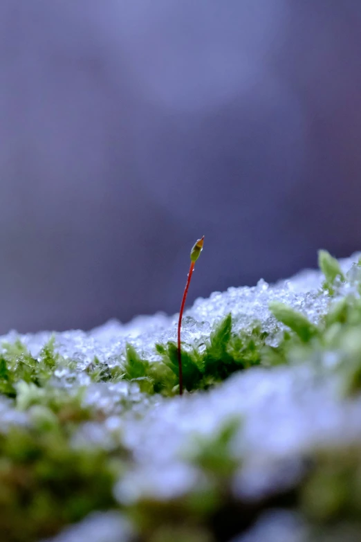 moss on top of a snow covered slope