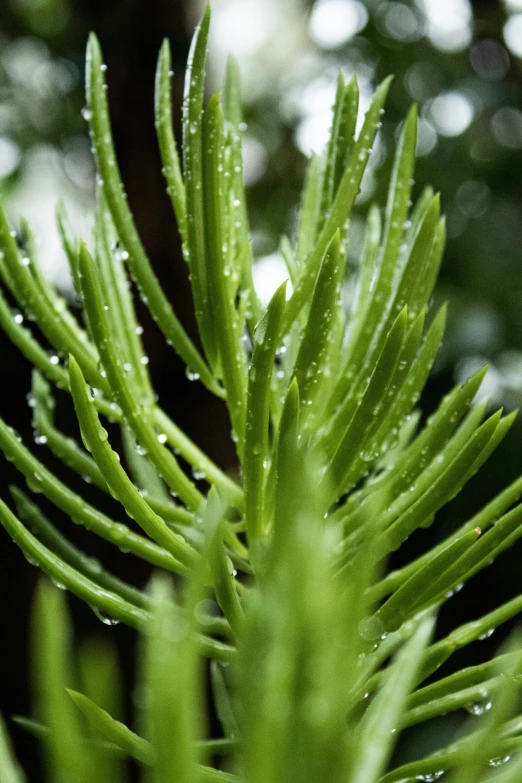 green plants with very long needles with droplets