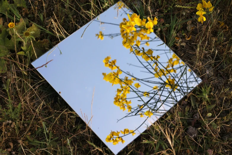 a square mirror laying on the grass with yellow flowers in it