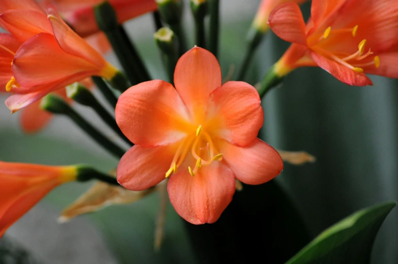 an orange flower with yellow stamens near some green leaves