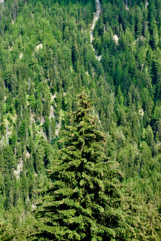 a very tall tree in front of a hill