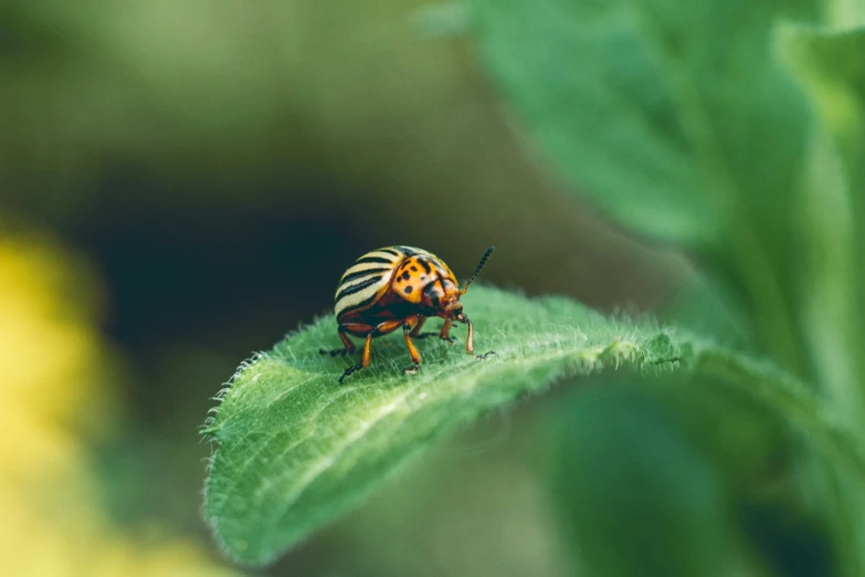 a bug is sitting on a green leaf