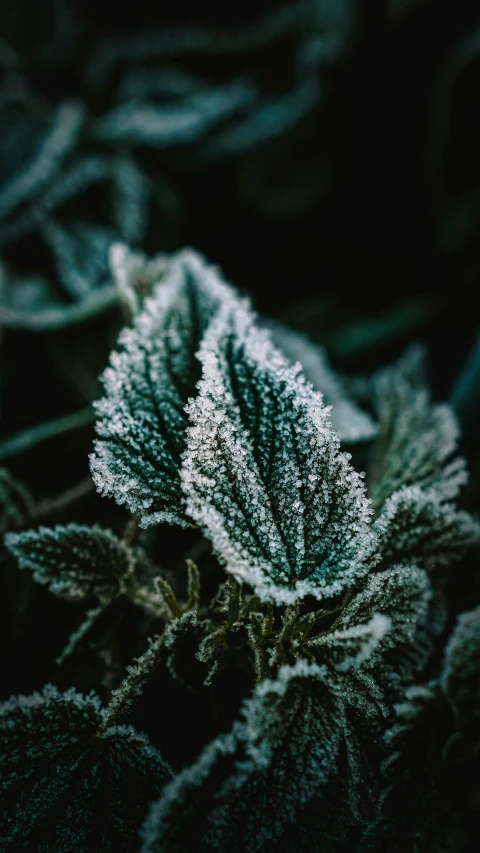 close up of green frost covered plant in the grass