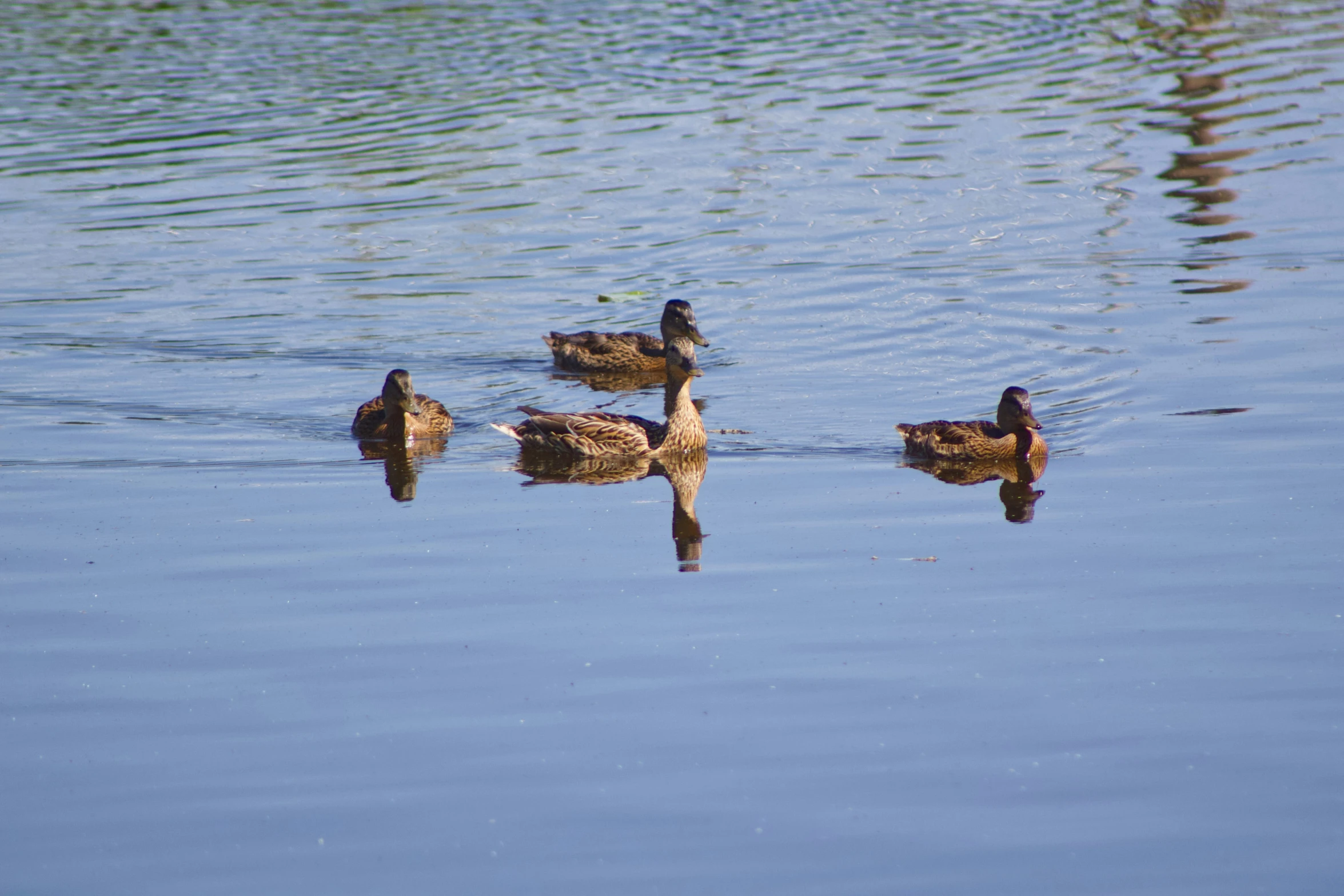 there are several ducks that are floating on the water