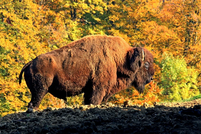 a bison in the middle of an autumn forest