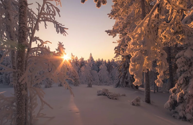 snow covered trees and bushes in the sunset