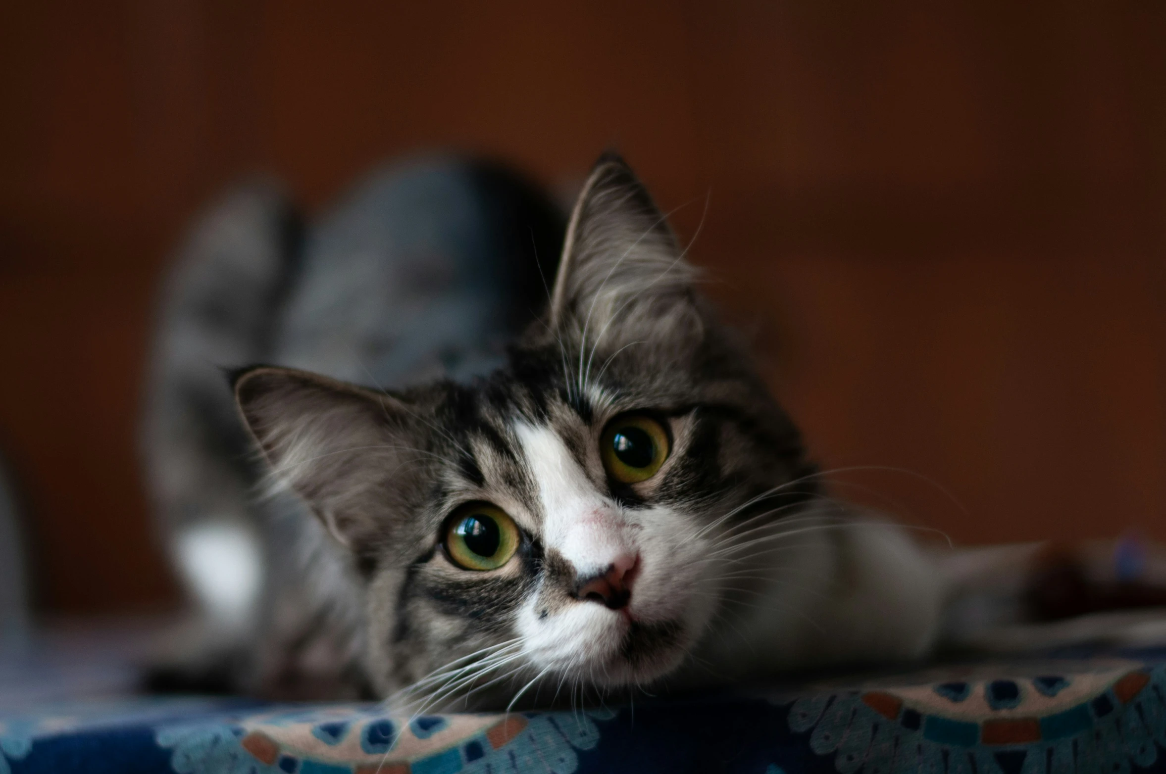 a striped cat laying down on top of a patterned blanket