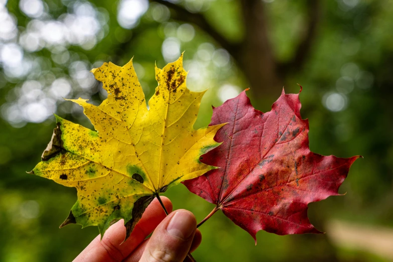 a leaf being held up in the air by someone's hand