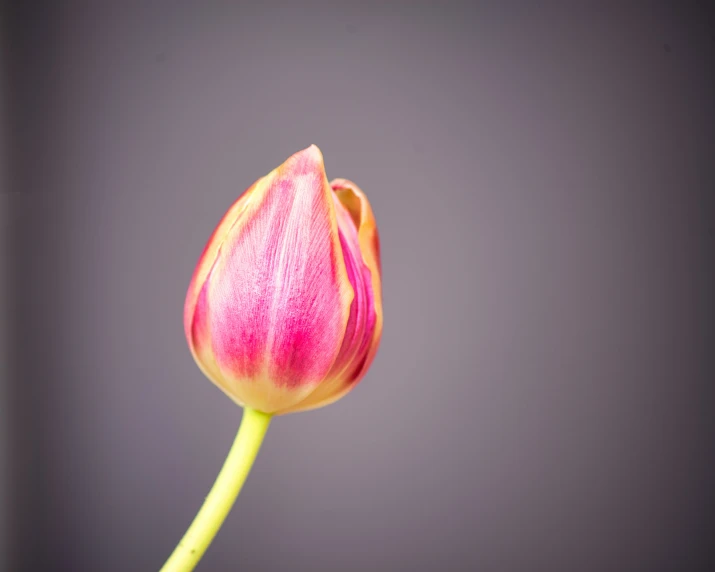 a tulip in bloom with its leaves open