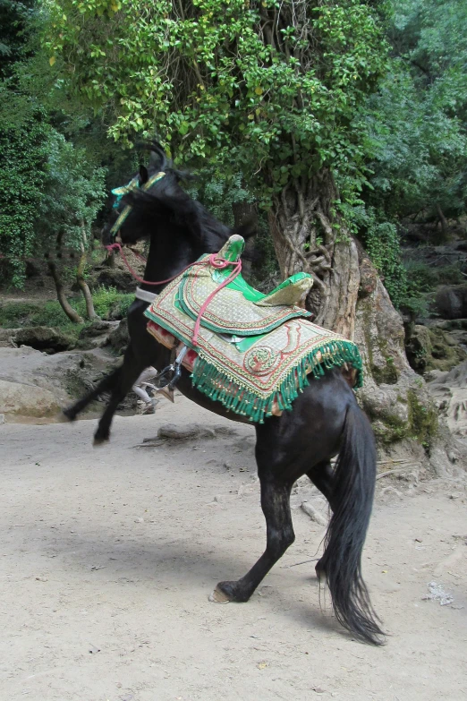 a horse with an outfit is walking down the road