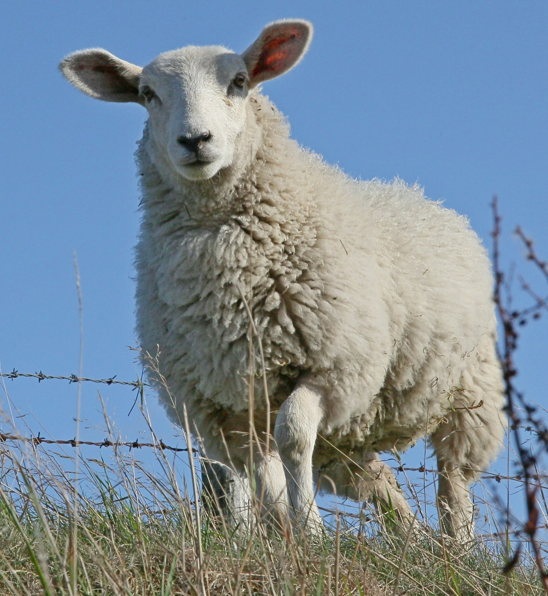 a sheep standing in the middle of a grassy hill