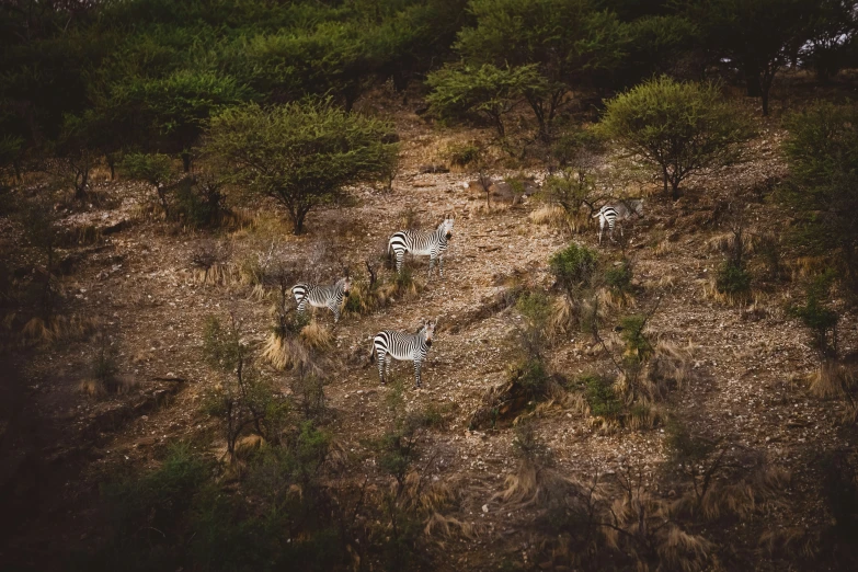 three zes stand in the wild, the other ze looks like they are moving around