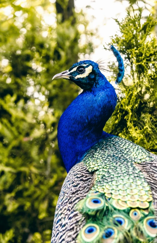 blue and green peacock sitting on top of tree nches