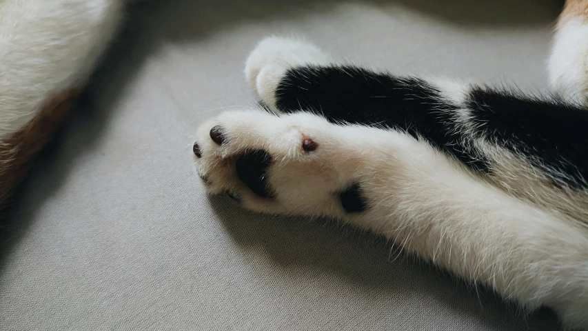 a black and white kitten is rolling around on the couch