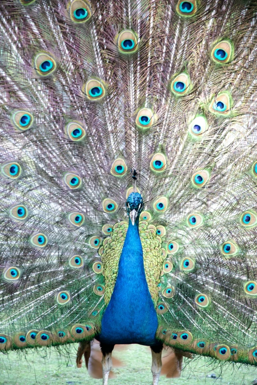 the peacock is showing off its feathers