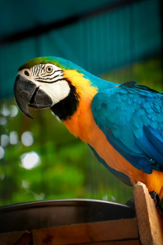 a large colorful parrot sitting on top of a wooden box