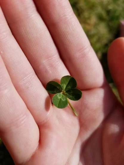 a hand is holding four leaf clover