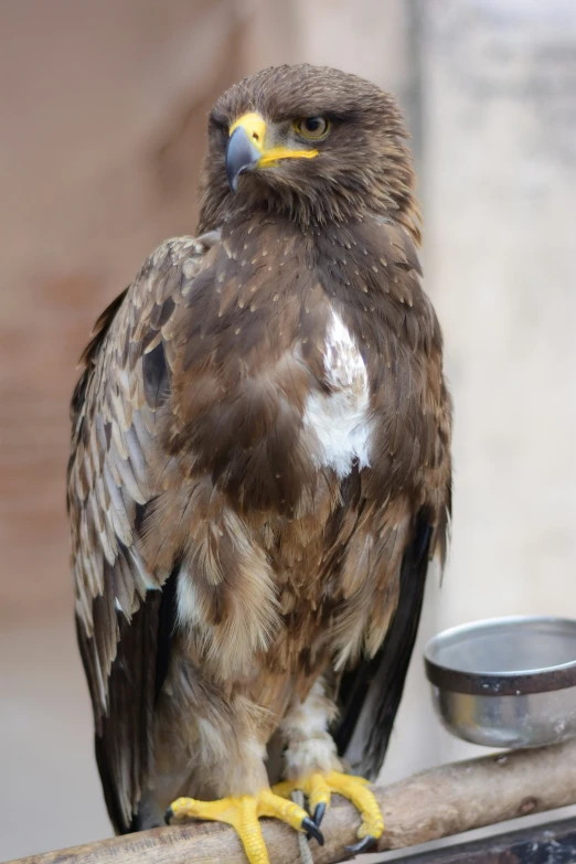 a bird with black wings is sitting on a wooden pole