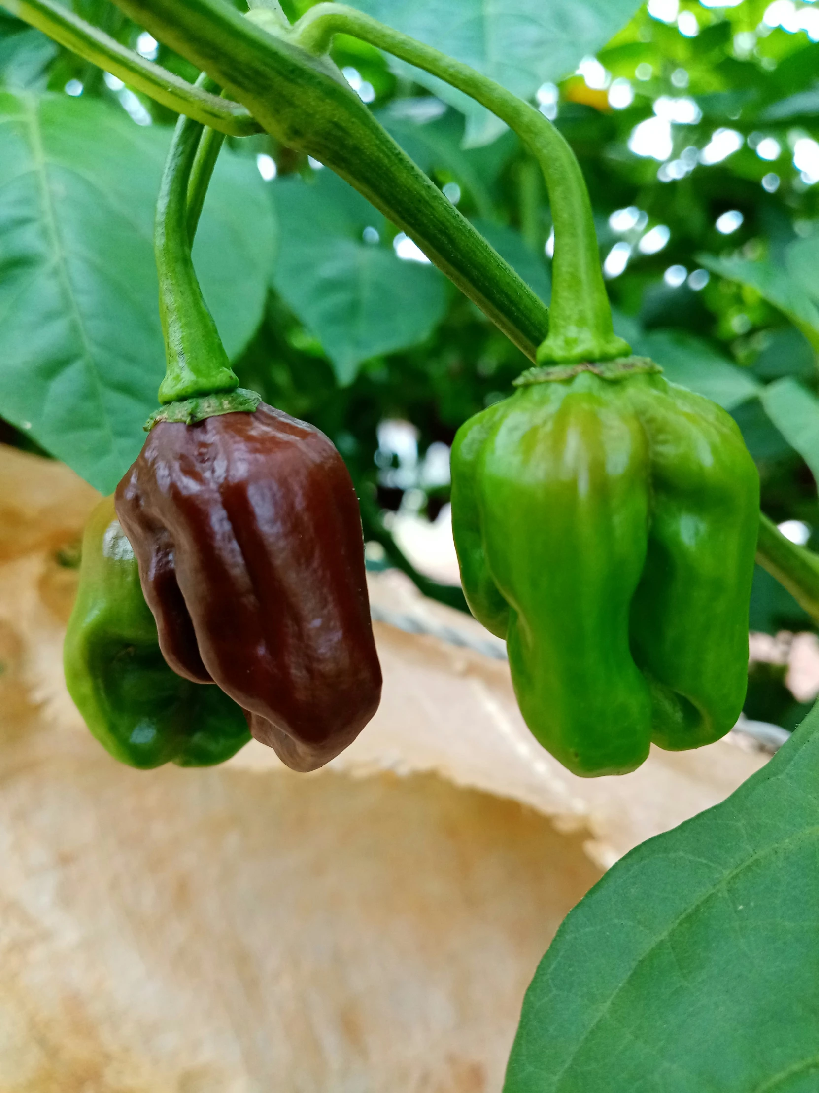 green and brown peppers on a plant next to leaves