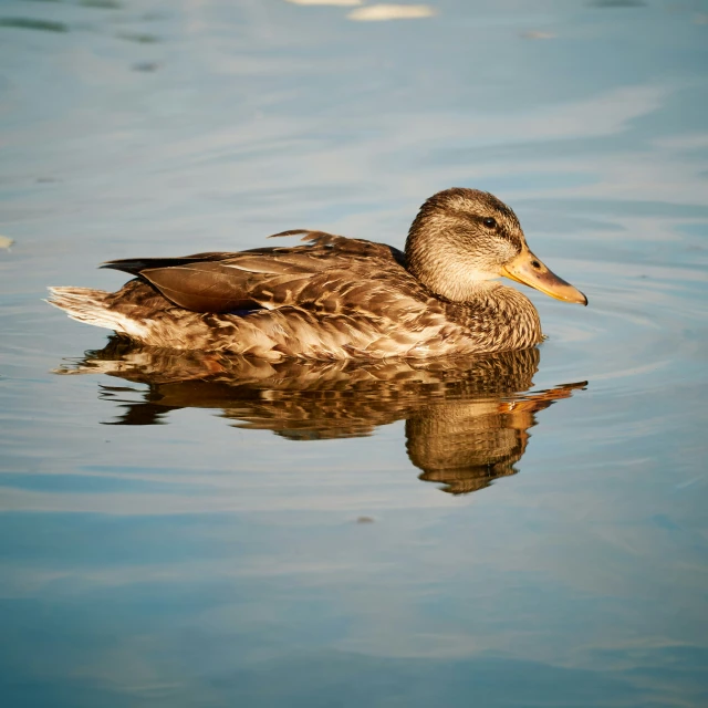 duck swimming in the lake, close to its reflection