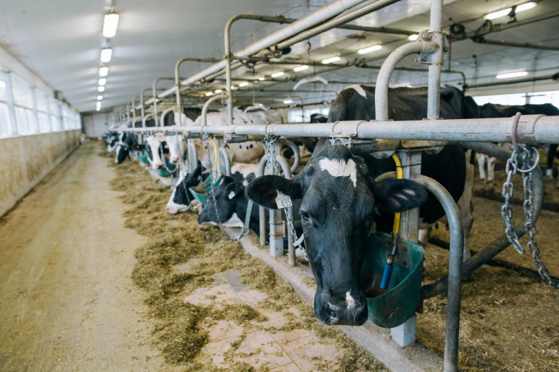 a large herd of cows eating hay in the barn