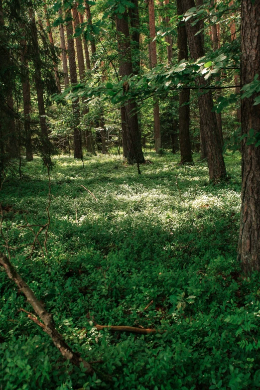 a lush green forest with lots of trees