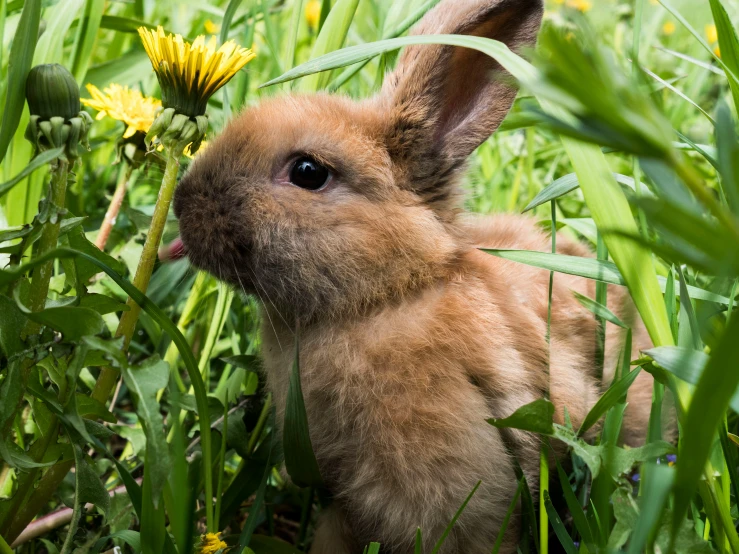 a bunny standing in some grass and flowers