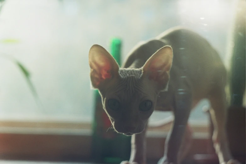 a cat is standing next to a window